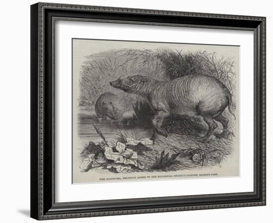 The Babirussa, Recently Added to the Zoological Society's Gardens, Regent's Park-Johann Baptist Zwecker-Framed Giclee Print