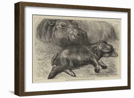 The Baby Hippopotamus at the Zoological Gardens-null-Framed Giclee Print