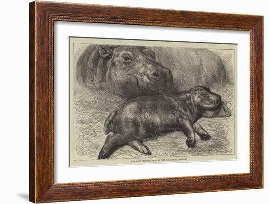 The Baby Hippopotamus at the Zoological Gardens-null-Framed Giclee Print