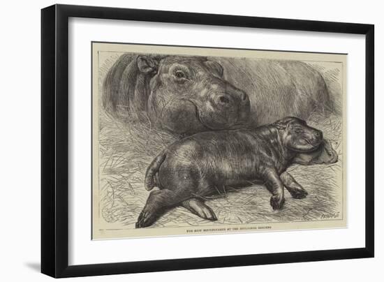 The Baby Hippopotamus at the Zoological Gardens-null-Framed Giclee Print