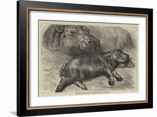 The Baby Hippopotamus at the Zoological Gardens-null-Framed Giclee Print