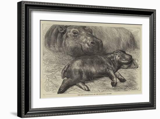 The Baby Hippopotamus at the Zoological Gardens-null-Framed Giclee Print