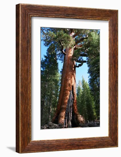 The Bachelor Yosemite-null-Framed Art Print