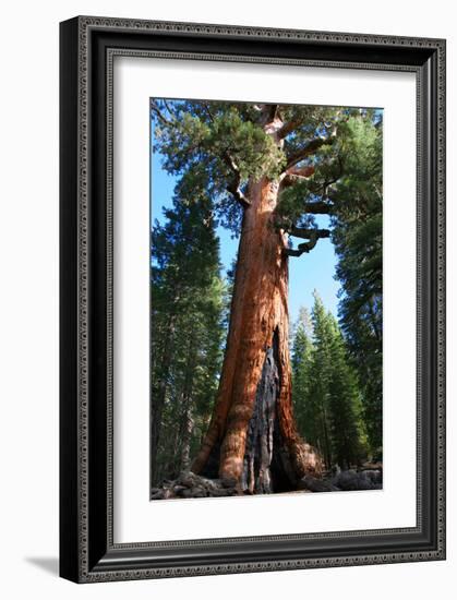 The Bachelor Yosemite-null-Framed Art Print
