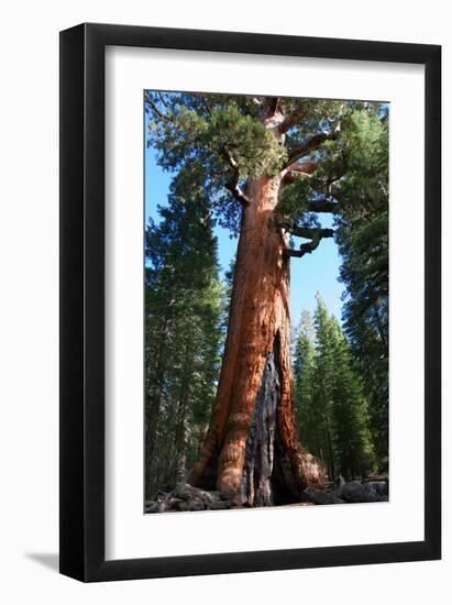 The Bachelor Yosemite--Framed Art Print