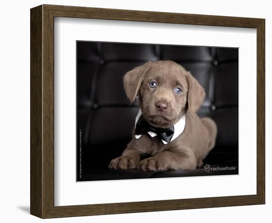 The Bachelor-Rachael Hale-Framed Photographic Print