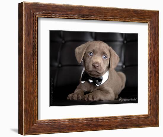 The Bachelor-Rachael Hale-Framed Photographic Print