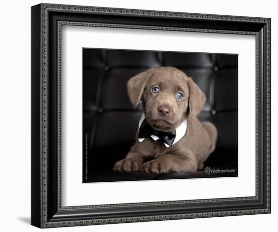 The Bachelor-Rachael Hale-Framed Photographic Print