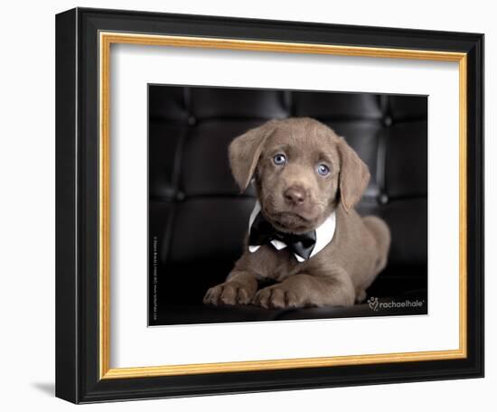 The Bachelor-Rachael Hale-Framed Photographic Print