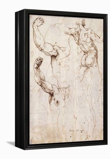 The Back of a Nude and Two Studies of a Raised Arm and Shoulder, Seen from the Front-Perino Del Vaga-Framed Premier Image Canvas