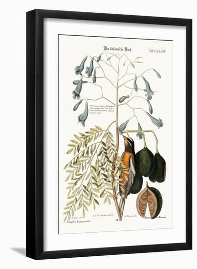 The Bahama Finch, 1749-73-Mark Catesby-Framed Giclee Print