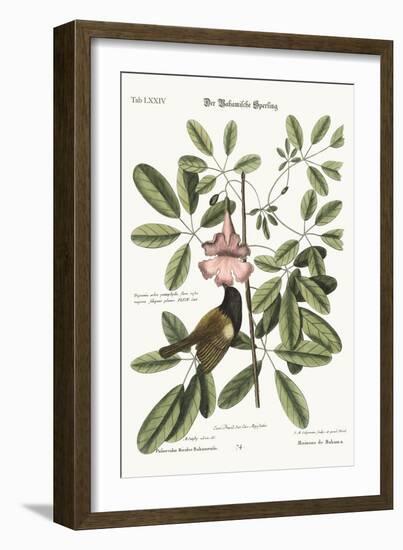 The Bahama Sparrow, 1749-73-Mark Catesby-Framed Giclee Print