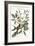 The Bahama Sparrow, 1749-73-Mark Catesby-Framed Giclee Print