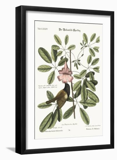 The Bahama Sparrow, 1749-73-Mark Catesby-Framed Giclee Print