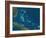 The Bahamas, Satellite Image-null-Framed Photographic Print