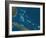 The Bahamas, Satellite Image-null-Framed Photographic Print