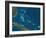 The Bahamas, Satellite Image-null-Framed Photographic Print