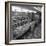 The Bakery Counter at the Asda Supermarket in Rotherham, South Yorkshire, 1969-Michael Walters-Framed Photographic Print