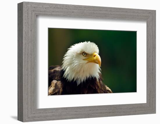 The Bald Eagle (Haliaeetus Leucocephalus) Portrait-geanina bechea-Framed Photographic Print