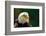 The Bald Eagle (Haliaeetus Leucocephalus) Portrait-geanina bechea-Framed Photographic Print