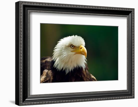 The Bald Eagle (Haliaeetus Leucocephalus) Portrait-geanina bechea-Framed Photographic Print