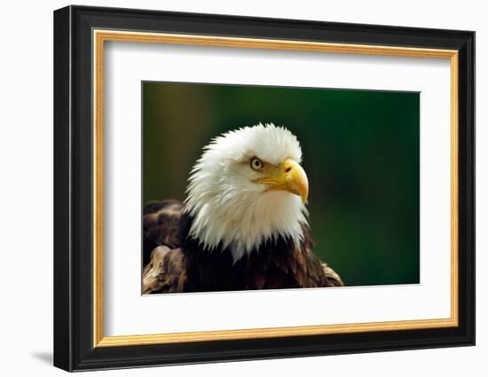 The Bald Eagle (Haliaeetus Leucocephalus) Portrait-geanina bechea-Framed Photographic Print