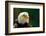 The Bald Eagle (Haliaeetus Leucocephalus) Portrait-geanina bechea-Framed Photographic Print