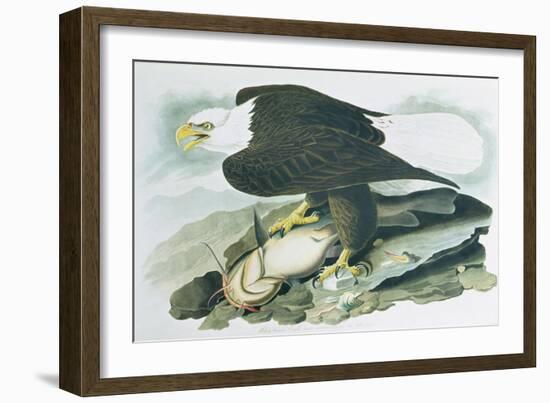 The Bald Headed Eagle from Birds of America, engraved by R Havell, 1829-John James Audubon-Framed Giclee Print