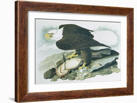 The Bald Headed Eagle from Birds of America, engraved by R Havell, 1829-John James Audubon-Framed Giclee Print