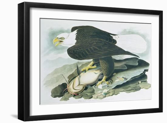 The Bald Headed Eagle from Birds of America, engraved by R Havell, 1829-John James Audubon-Framed Giclee Print