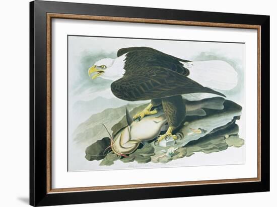 The Bald Headed Eagle from Birds of America, engraved by R Havell, 1829-John James Audubon-Framed Giclee Print