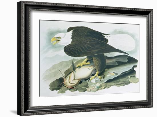 The Bald Headed Eagle from Birds of America, engraved by R Havell, 1829-John James Audubon-Framed Giclee Print