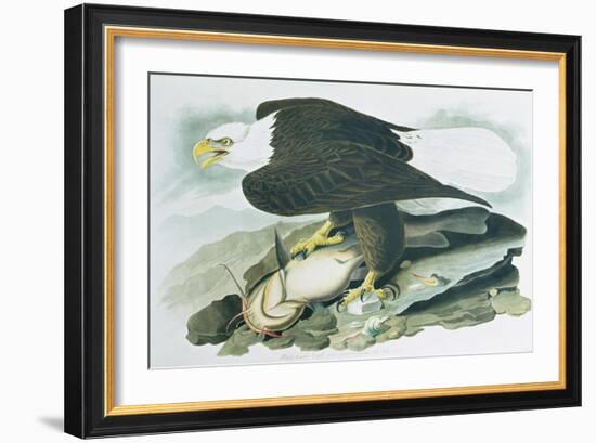 The Bald Headed Eagle from Birds of America, engraved by R Havell, 1829-John James Audubon-Framed Giclee Print