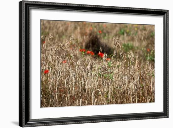 The Baltic Sea, Dar§, Wheat Ears-Catharina Lux-Framed Photographic Print