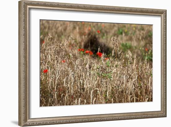 The Baltic Sea, Dar§, Wheat Ears-Catharina Lux-Framed Photographic Print