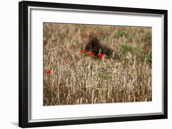 The Baltic Sea, Dar§, Wheat Ears-Catharina Lux-Framed Photographic Print