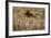 The Baltic Sea, Dar§, Wheat Ears-Catharina Lux-Framed Photographic Print