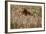 The Baltic Sea, Dar§, Wheat Ears-Catharina Lux-Framed Photographic Print