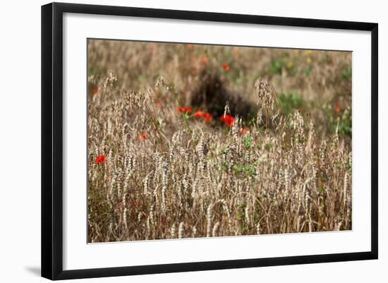 The Baltic Sea, Dar§, Wheat Ears-Catharina Lux-Framed Photographic Print