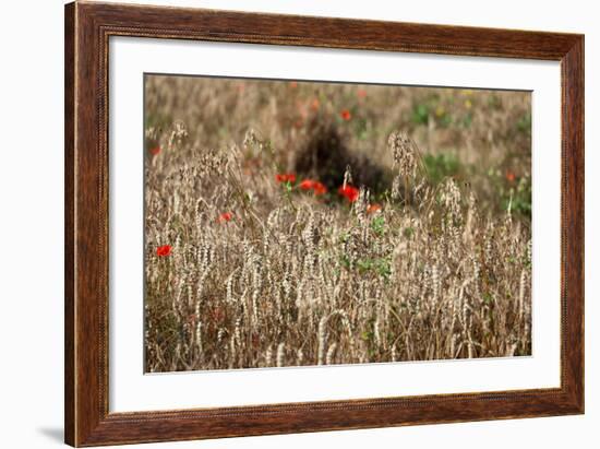 The Baltic Sea, Dar§, Wheat Ears-Catharina Lux-Framed Photographic Print