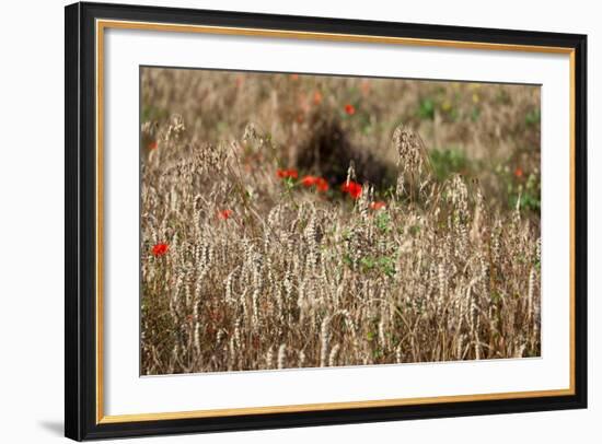 The Baltic Sea, Dar§, Wheat Ears-Catharina Lux-Framed Photographic Print