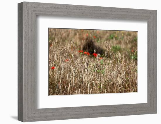 The Baltic Sea, Dar§, Wheat Ears-Catharina Lux-Framed Photographic Print