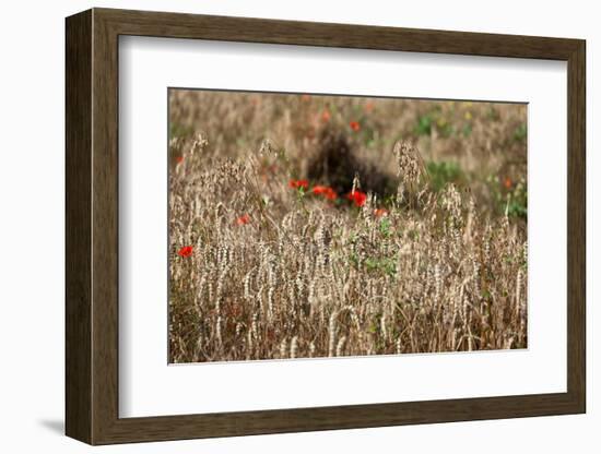 The Baltic Sea, Dar§, Wheat Ears-Catharina Lux-Framed Photographic Print