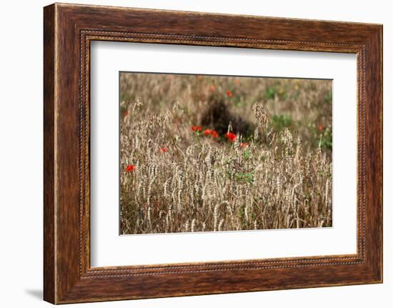 The Baltic Sea, Dar§, Wheat Ears-Catharina Lux-Framed Photographic Print