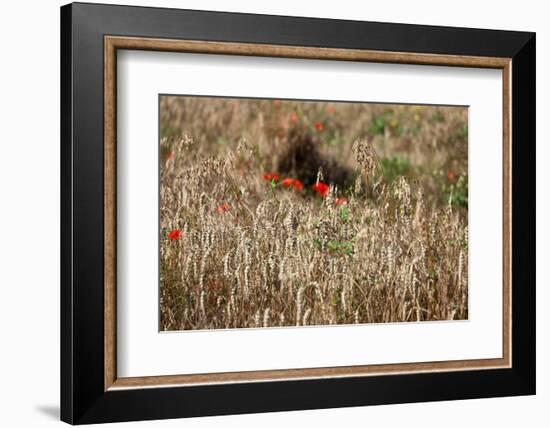 The Baltic Sea, Dar§, Wheat Ears-Catharina Lux-Framed Photographic Print