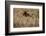 The Baltic Sea, Dar§, Wheat Ears-Catharina Lux-Framed Photographic Print