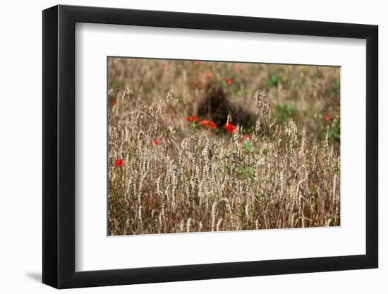 The Baltic Sea, Dar§, Wheat Ears-Catharina Lux-Framed Photographic Print