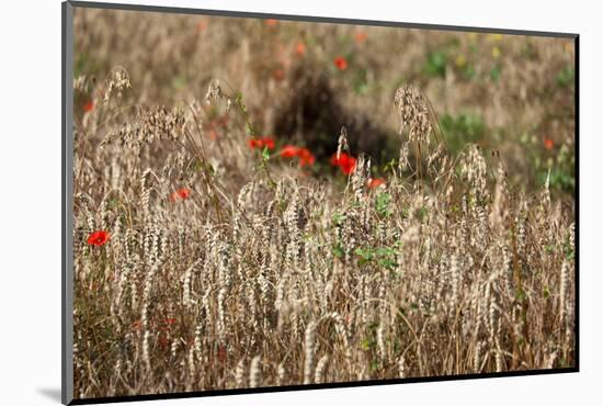 The Baltic Sea, Dar§, Wheat Ears-Catharina Lux-Mounted Photographic Print