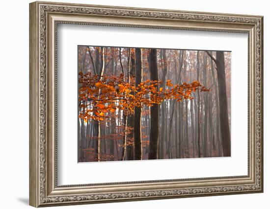 The Baltic Sea, National Park Jasmund, Autumn Forest-Catharina Lux-Framed Photographic Print