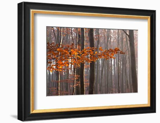 The Baltic Sea, National Park Jasmund, Autumn Forest-Catharina Lux-Framed Photographic Print